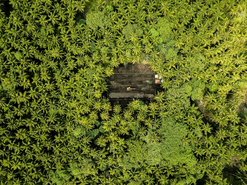 Buildable estate lot on Tigertail Avenue — tree canopy from above