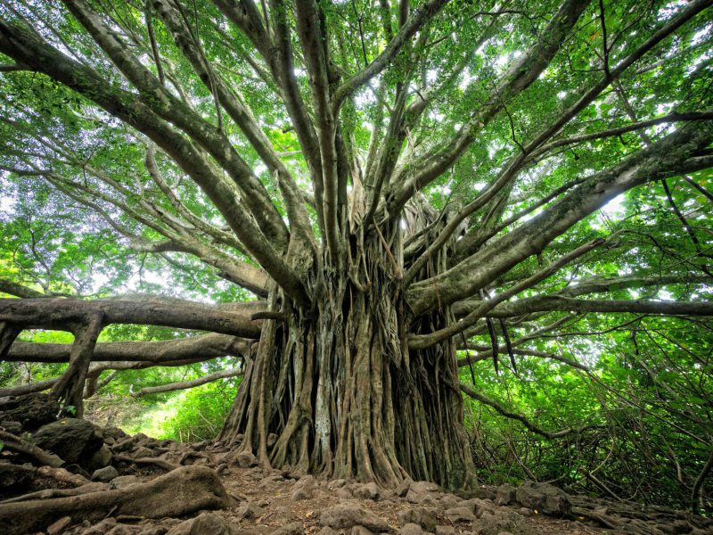 Buildable estate lot on Tigertail Avenue — a banyan on the lot