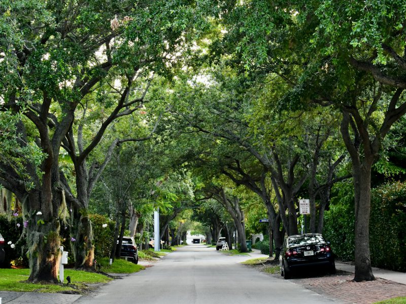 Buildable estate lot on Tigertail Avenue — the tree-lined street