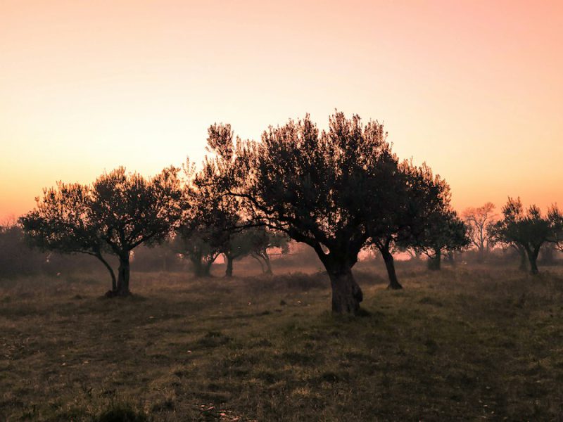 Villa Tramonto Segreto — garden