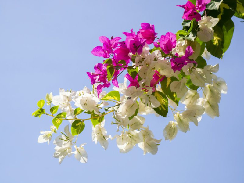 Hotel Giardino degli Agrumi — garden