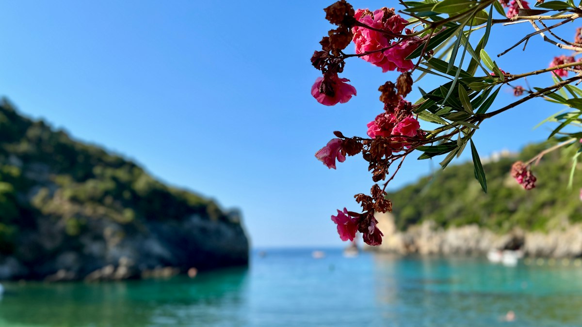 Pink oleander hanging over a turquoise bay below rocky cliffs