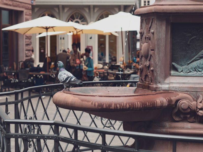 Palazzo Lunaria — restaurant and lounge