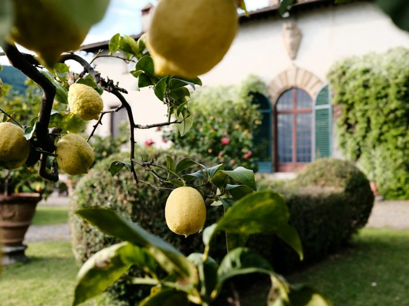 Lemon garden