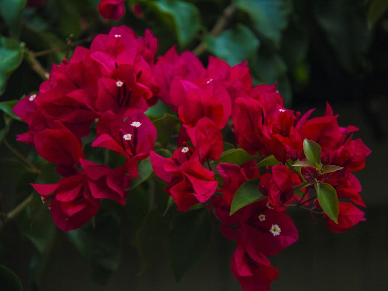 Hotel Giardini del Tufo — garden