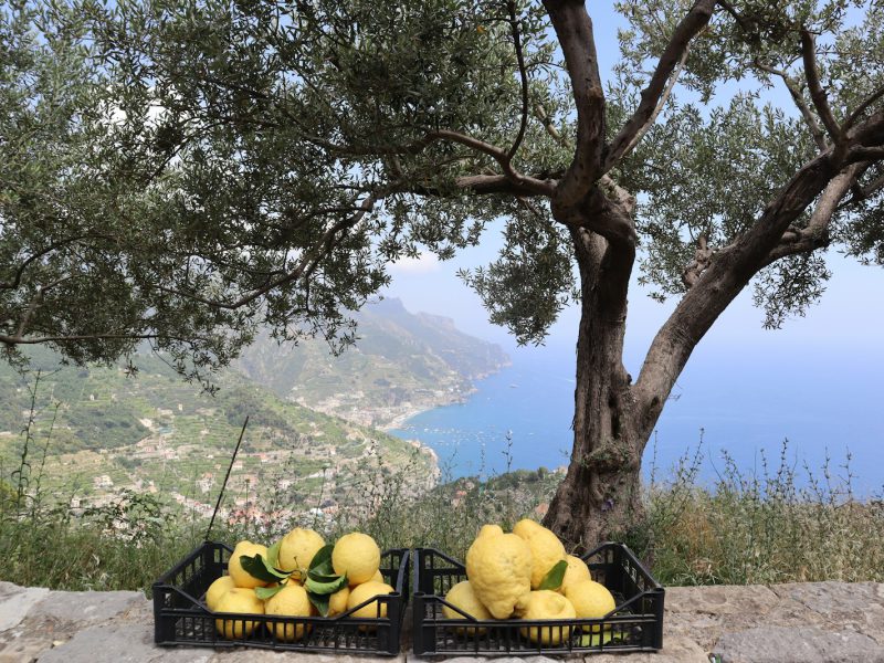Hotel Fior di Sale — sea view from the terrace