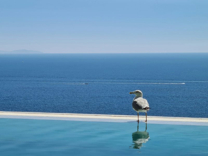 Palazzo Aurantia — pool