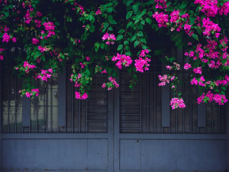 Casa di Raito — garden