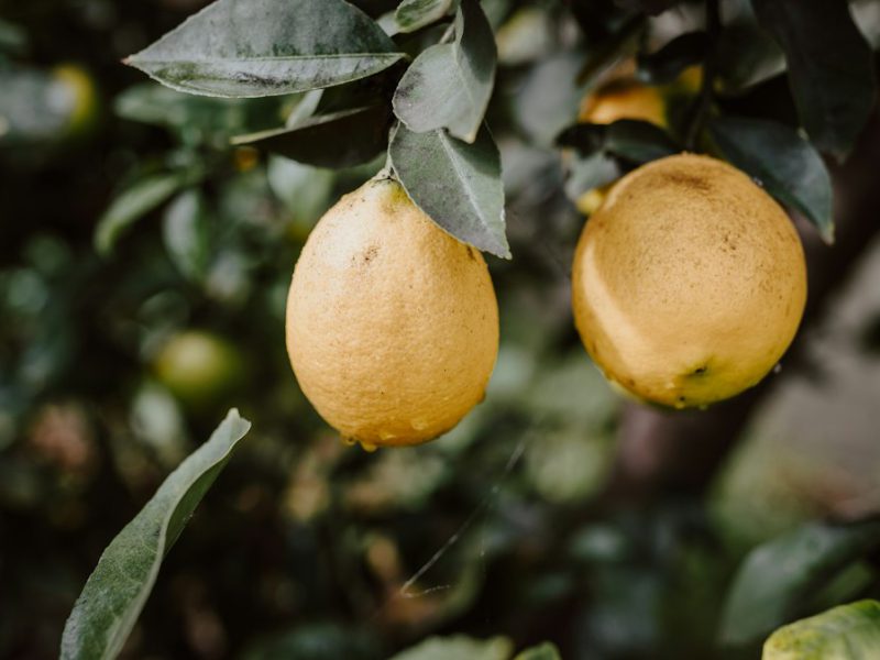 Lemons of the coast, from sfusato to delizia
