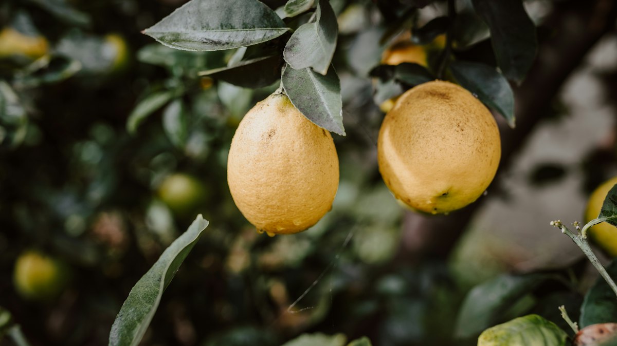 Lemons of the coast, from sfusato to delizia