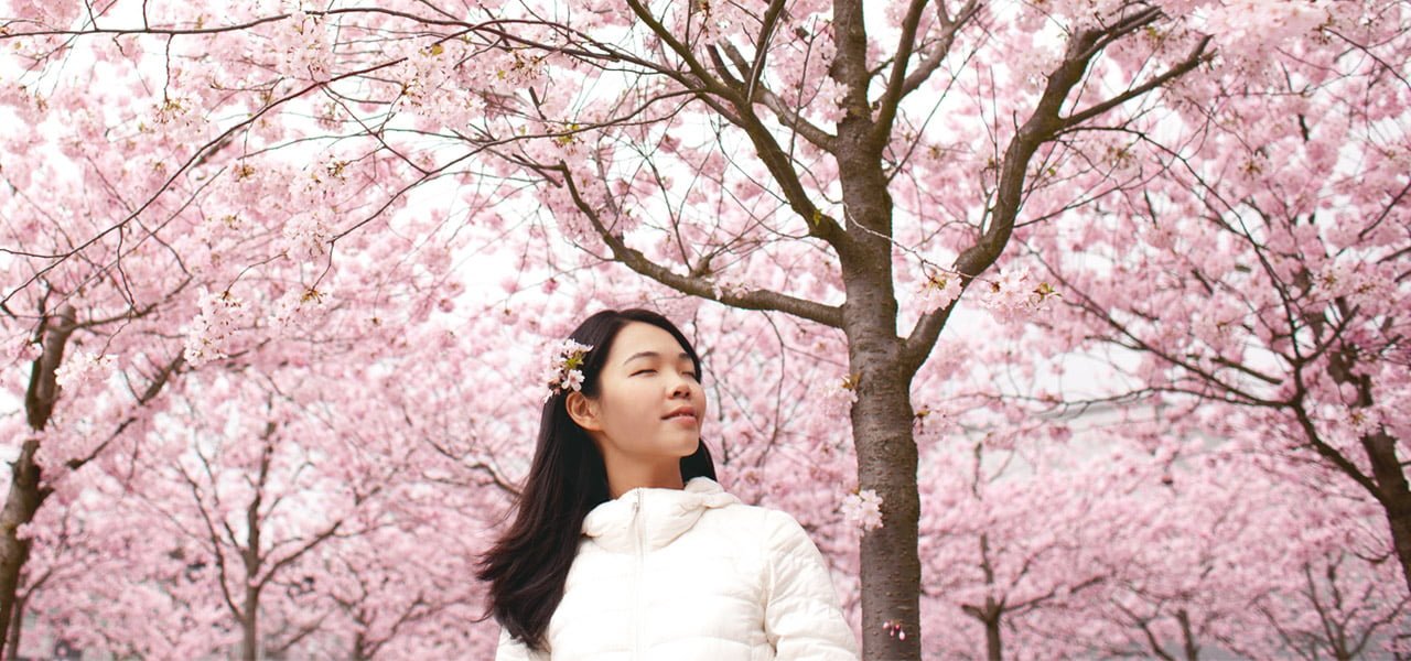 The Classic Hanamura Cherry Tree in Japan
